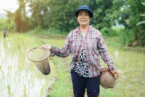 Asian woman farmer holds fishing net and creel to find freshwater algae Spirogyra sp. and fish at organic paddy field. Concept, rural agriculture lifestyle, earn living from nature. photo