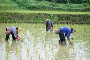 Villagers are finding freshwater algae Spirogyra sp. in organic paddy field. Concept, rural agriculture lifestyle, earn living from nature. photo