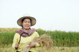 Happy Asian woman farmer wears hat, yellow shirt, holds sickle to harvest rice at paddy field. Concept, agriculture occupation, farmer grow organic rice. Thai farmer lifestyle. photo