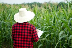 Back view of  farmer wear hat, red plaid shirt, write on paper clipboard to inspect growth and disease of plants at maize garden. Concept, agriculture study or research to solve problems or develope. photo