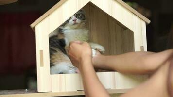 woman playing with cat in cat house video