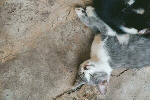 el gatito gris yace en el suelo gris. el gatito duerme en el piso de concreto. un lindo gato gris y blanco está descansando. dia de los gatos. foto