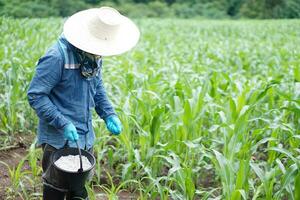 Asian man farmer holds bucket of chemical fertilisers to fertilize maize plants in garden. Concept, take care and treatment after growing agricultural crops for the best production. photo