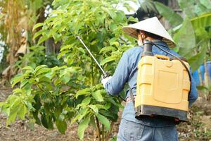 asiático jardinero usos herbicidas, insecticidas químico rociar a obtener eliminar de malas hierbas y insectos o planta enfermedad en huerta. porque aire contaminación. ambiental , agricultura productos quimicos concepto. foto