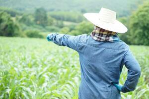 Back view of Asian farmer stands at maize garden, put hand on waist and point to something.  Concept, Agriculture occupation lifestyle. Thai Farmer. Taking care of crops plants. photo