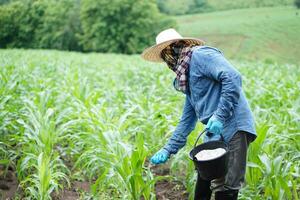 Asian man farmer holds bucket of chemical fertilisers to fertilize maize plants in garden.Concept, Agriculture occupation lifestyle. Thai Farmer. Taking care of crops plants. photo