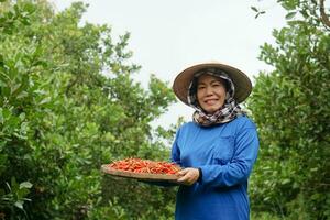 Happy Asian woman farmer is in garden, wear hat, blue shirt, hold tray of red chillies. Concept , Local agriculture farming. Easy living lifestyle. Farmer satisfied. Organic crops. photo