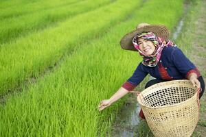 Asian woman farmer is at green paddy field, wears hat and Thai loincloth, holds basket . Concept , Agriculture occupation. Thai farmer. Rural lifestyle in Thailand. Happy living. Work among nature photo