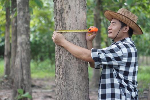 Asian man botanist is using measuring tape to measure trunk of tree in forest to analysis and research about growth of tree. Concept, forest valuation. Conservation of environment. photo