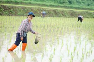 Happy Asian senior woman farmer wears cap, plaid shirt, holds fishing net and creel, stands at paddy field. Concept, rural agriculture lifestyle, earn living from nature. photo