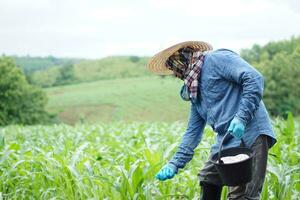 Asian man farmer holds bucket of chemical fertilisers to fertilize maize plants in garden. Concept,  take care and treatment after growing agricultural crops for the best production. photo