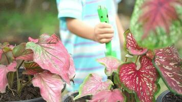 boy examined the leaves and their colors. video