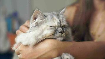 Woman playing with cat at home, stroking the cat's head, scratching the cat's belly video