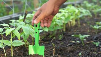 uomo coltivare suolo per verdure nel il giardino video