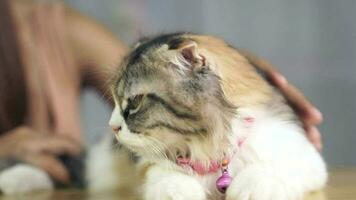 Woman playing with cat at home, stroking the cat's head, scratching the cat's belly video