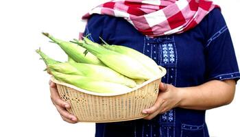 Closeup farmer holds basket of fresh organic corn. Thai local breed. Favorite for Thai northern farmers grow for boil or steam or cook for Thai traditional dessert. Concept, agricultural crops product photo