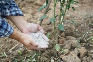 Close up gardener  hand holds ash powder to fertilize plants in garden.Concept, organic gardening. Ashes can get rid of insects, pests of plants, improve soil. photo