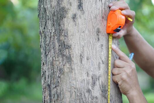 Close up hands hold measuring tape to measure trunk of tree to analysis and research about growth of tree. Concept, forest valuation. Conservation of environment. photo