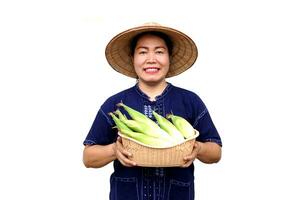 Asian woman farmer hold basket of fresh organic corn. Thai local breed. Favorite for Thai northern farmers grow for boil, steam or cook for Thai traditional dessert. Concept, agricultural crop product photo