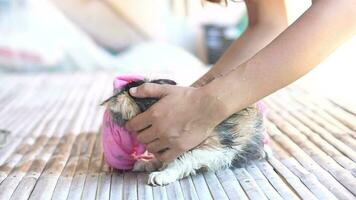 mulher usa uma toalha para retirar água a partir de dela gatos pele depois de dando dela uma banho. video