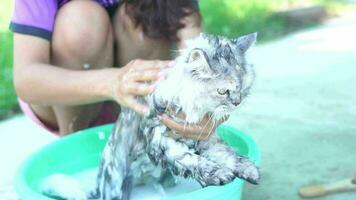 mujer dando un bañera a su mascota gato video