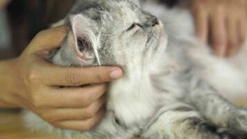 femme en jouant avec chat à maison, caressant le chats diriger, scratch le chats ventre video