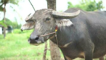 Thai buffalo tied to a tree video