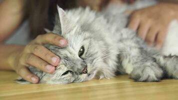 Woman playing with cat at home, stroking the cat's head, scratching the cat's belly video