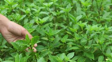 Women collect basil to use in cooking. video