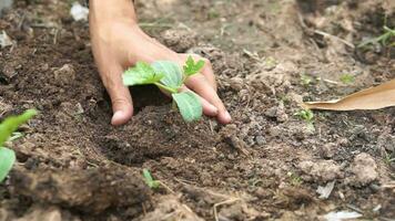 Dames scheppen de groenten naar eet.concept van besparing de wereld vrouw aanplant bomen video