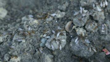 Winged ants of different sizes crawl on ground. Close-up, selective focus. video