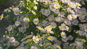 een wit vlinder landt Aan bloemen Aan een zonnig dag en vervolgens vliegt weg. video