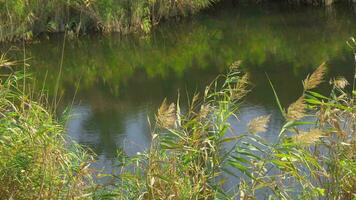 silenzioso naturale scena, piccolo calma lago su banche di quale verde canne crescere. video