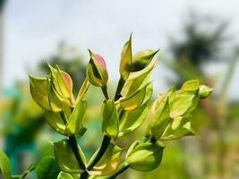 a close up of a plant with green leaves photo