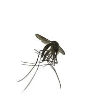 isolate image  black mosquito isolated on white background photo