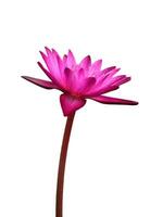 isolate image purple lotus flower isolated photo