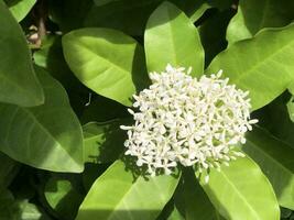 a white flower with green leaves on a tree photo