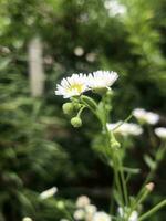 a close up of some white flowers in a garden photo