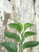 Green plant on old wooden wall background. Nature concept. Selective focus. photo