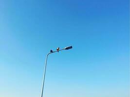 light on blue sky with two parrots photo
