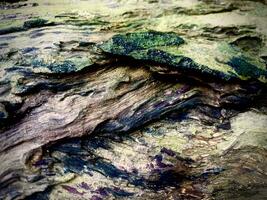 un cerca arriba de un árbol con algunos pintar en eso foto