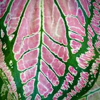 a close up of a pink and green leaf photo
