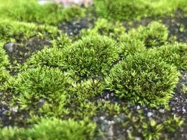moss growing on a brick wall photo