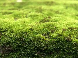 moss growing on a brick wall photo