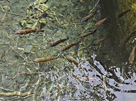 un grupo de pescado pero eso debe ser un pescado ese gustos a En Vivo en muy limpiar agua. foto