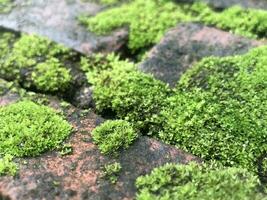 moss growing on a brick wall photo