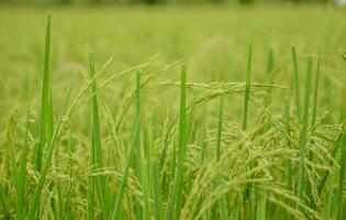 Rice field, Thai jasmine, green nature natural carbohydrates photo