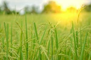 Rice field, Thai jasmine, green nature natural carbohydrates photo