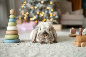 Cute rabbit with long hanging ears sits on a carpet with a Christmas tree indoors photo