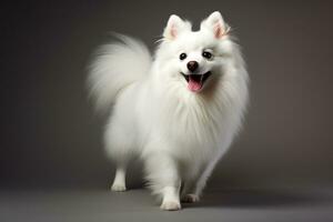 Pomeranian breed dog. AI Generated photo